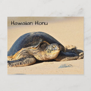 Cartão Postal Cartaz de Tartaruga do Mar Havaí