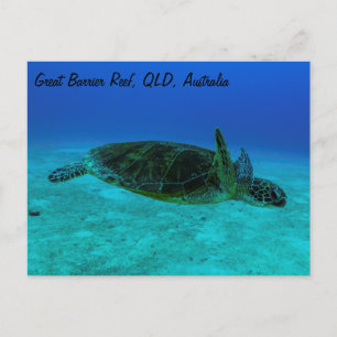 Cartão Postal Cartaz de Tartaruga do Mar Hawksbill