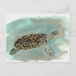 Cartão Postal Cartaz de Tartaruga do Mar Hawksbill