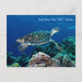 Cartão Postal Cartaz de Tartaruga do Mar Hawksbill