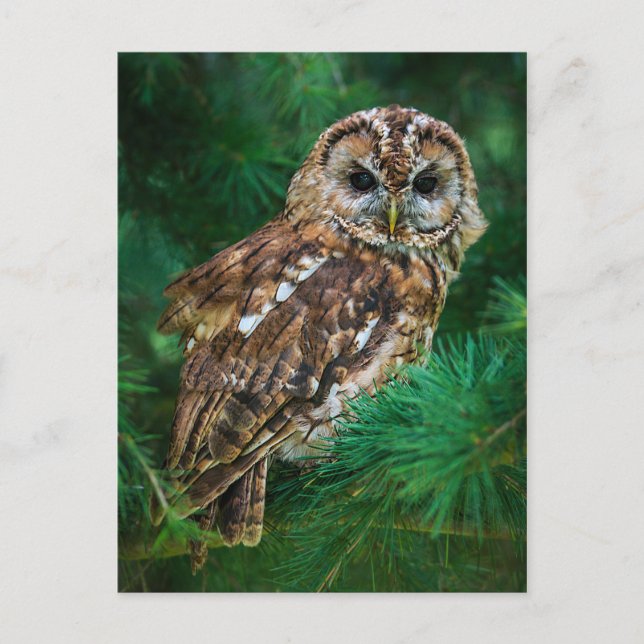 Cartão Postal Cartaz de tawny owl em uma árvore de abetos (Frente)