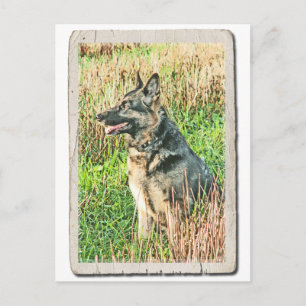 Cartão Postal Cartaz de tributo Rin Tin Tin