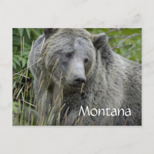 Cartão Postal Cartaz de urso pardo de Montana