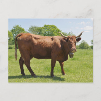 Cartão Postal Cartaz de vaca