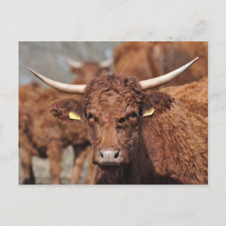 Cartão Postal Cartaz de vaca