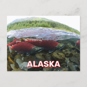 Cartão Postal Cartaz do Alaska Sockeye Salmon