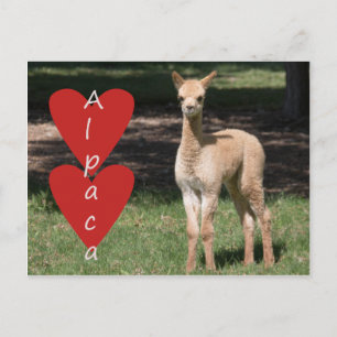 Cartão Postal Cartaz do amor do bebê alpaca
