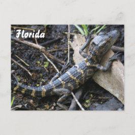 Cartão Postal Cartaz do Baby Alligator na Flórida
