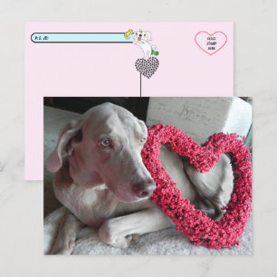 Cartão Postal Cartaz do Cartaz do Amor do Wiemaraner