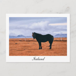 Cartão Postal Cartaz do cavalo islandês preto iônico
