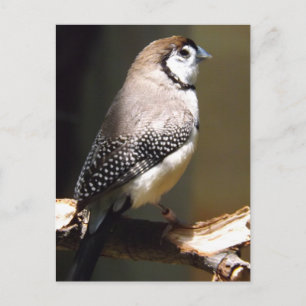 Cartão Postal Cartaz do Coruja Face Finch