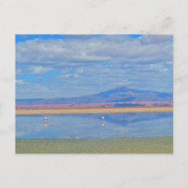 Cartão Postal Cartaz do Deserto de Atacama, Flamingo Chile