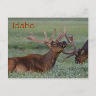 Cartão Postal Cartaz do Elk Idaho
