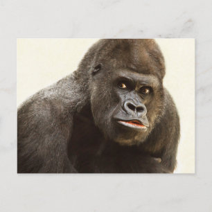 Cartão Postal Cartaz do Funny Gorilla