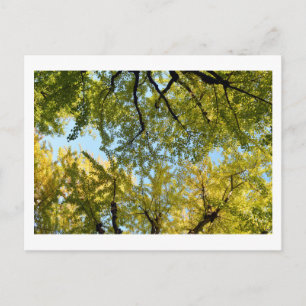 Cartão Postal Cartaz do Ginkgo Leaf