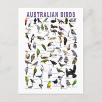 Cartaz do gráfico de aves australianas