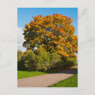 Cartão Postal Cartaz do Jardim Maple, Ruas.Petersburgo Rússia