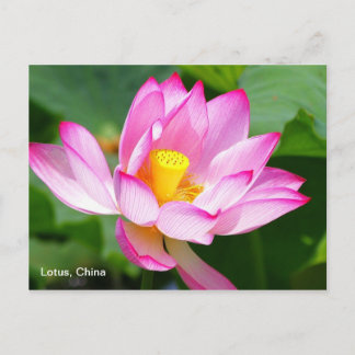 Cartão Postal Cartaz do Lotus na China