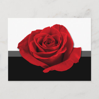 Cartão Postal Cartaz do nosso Rosa de Amor