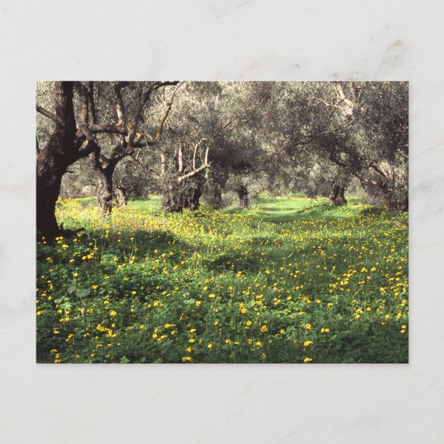 Cartão Postal Cartaz do olival (Frente)