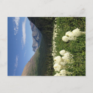 Cartão Postal Cartaz do Parque Nacional do Glaciar Bear Grass