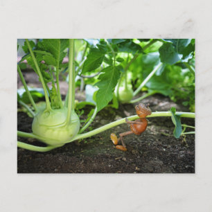 Cartão Postal Cartaz do primavera Acorn elf