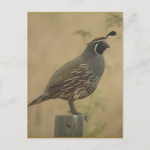 Cartão Postal Cartaz do Quail da Califórnia