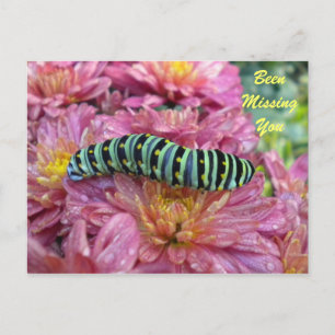 Cartão Postal Cartaz do solitário Caterpilar "Desaparecendo você