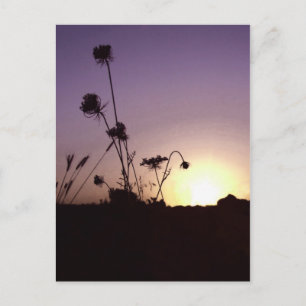 Cartão Postal Cartaz do Sunset Flowers Selvagens