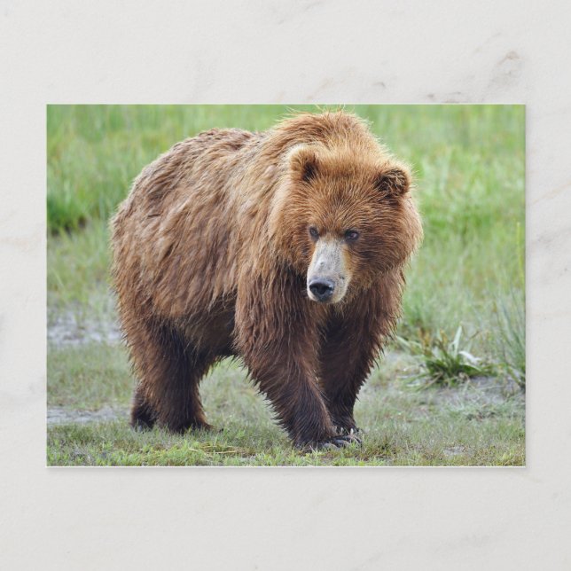 Cartão Postal Cartaz do urso-pardo (Frente)