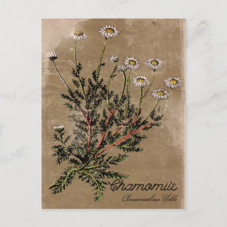 Cartão Postal Cartaz do Vintage Style Chamomile
