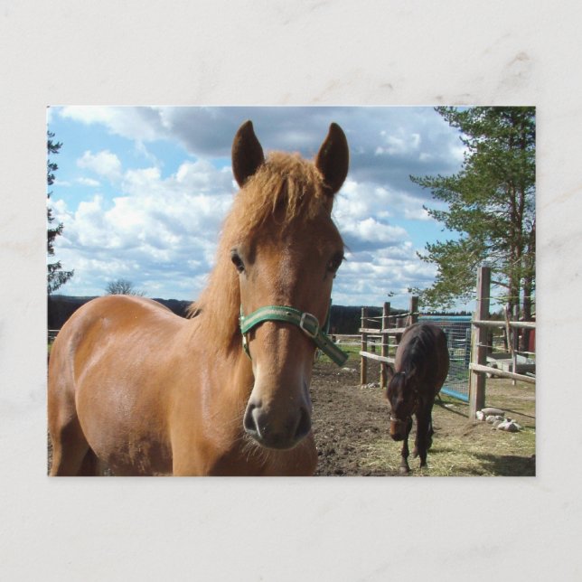 Cartão Postal Cartaz dos cavalos (Frente)