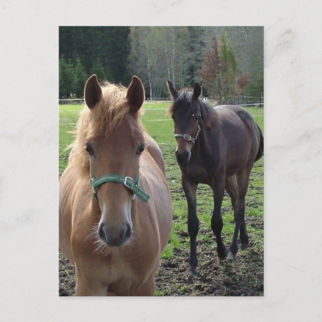 Cartão Postal Cartaz dos cavalos (Frente)