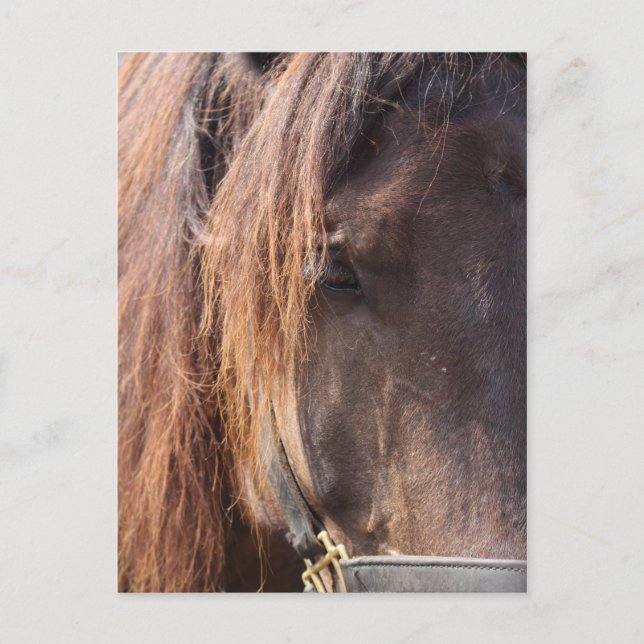 Cartão Postal Cartaz equino (Frente)