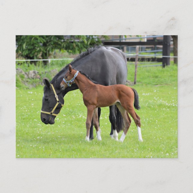 Cartão Postal Cartaz equino (Frente)