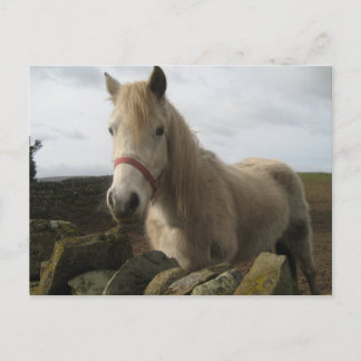 Cartão Postal Cartaz equino