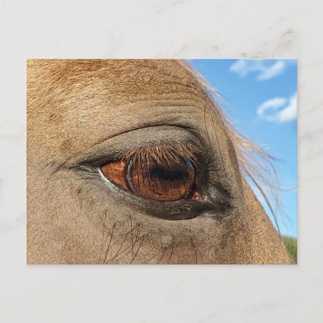 Cartão Postal Cartaz equino (Frente)