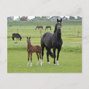 Cartão Postal Cartaz equino