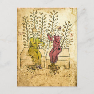Cartão Postal Cartaz fotográfico real do Manuscrito Herbalista M