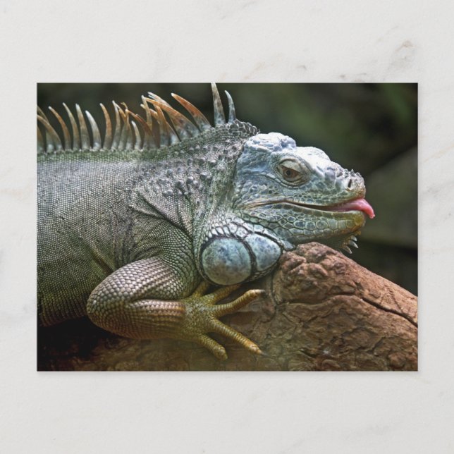 Cartão Postal Cartaz Iguana (Frente)