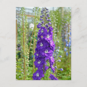 Cartão Postal Cartaz impressão das flores delfinas