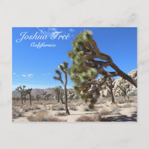 Cartão Postal Cartaz Maravilhoso Joshua Tree!