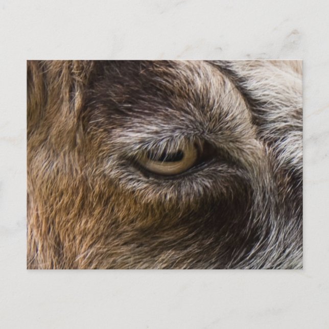 Cartão Postal Cartaz ocular (Frente)