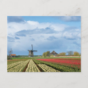 Cartão Postal Cartaz paisagístico para moinhos de vento e tulip