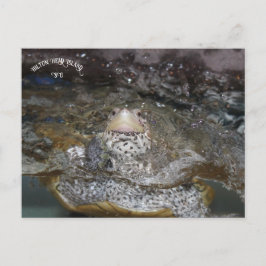 Cartão Postal Cartaz postal Carolina Diamondback Terrapin