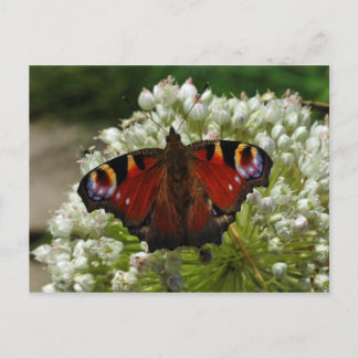 Cartão Postal Cartaz-postal da lagarta europeia