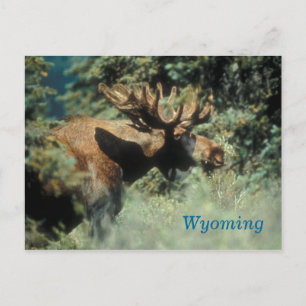 Cartão Postal Cartaz-postal de alce Wyoming