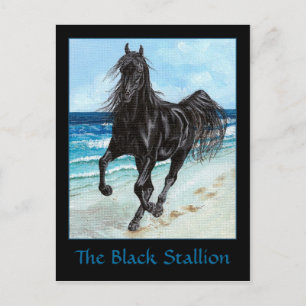Cartão Postal Cartaz-postal de Black Stallion Arabe