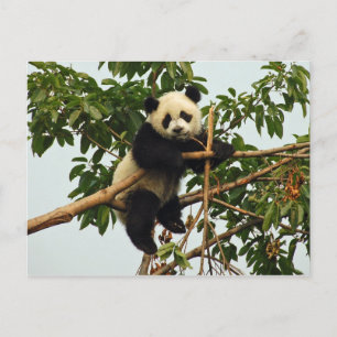 Cartão Postal Cartaz-postal do Jovem Gigante Panda