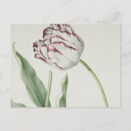 Cartão Postal Cartaz postal Vintage Dutch Art: White e Red Tulip